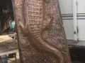 gator