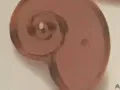 giant nautilus copper cookie cutter
